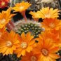 Rebutia flavistyla @J@ exotic rare cactus seed 20 SEEDS