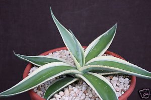AGAVE GUIENGOLA albo marginata, variegated rare variegata succulent plant 4" pot