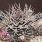 Gymnocalycium schickendantzii rare cactus seed 20 SEEDS