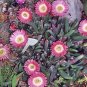 Cephalophyllum caespitosum mesembs cactus seed 20 SEEDS