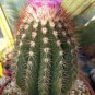 Melocactus broadwayi, cacti rare cactus seed 50 SEEDS
