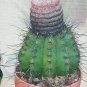 Melocactus Rubrispinus, cacti rare cactus seed 20 SEEDS