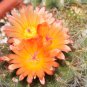 Parodia horstii notocactus @@ rare cactus seed 25 SEEDS