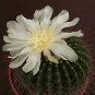 Parodia Shumanniana @@@ rare cactus notocactus 25 SEEDS