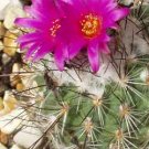 Turbinicarpus viereckii cacti rare cactus seed 10 SEEDS