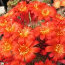Rebutia minuscula, @j@ exotic rare cactus seed 20 SEEDS