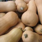 Butternut Pumpkin seed, calabaza good to eat 20 seeds