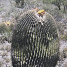 Echinocactus ingens @J@ cacti rare cactus seed 20 SEEDS