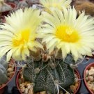 Astrophytum crassispinoides rare cactus seed 10 SEEDS