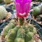 Thelocactus heterochromus rare cactus seed 10 SEEDS
