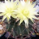 Ferocactus hamatacanthu rare cactus seed cacti 10 SEEDS