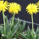 Bergeranthus artus, @J@ rare mesem cactus seed 20 SEEDS