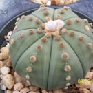 Astrophytum Asterias Nudun sand dollar cacti  rare flower cactus seed 30 SEEDS