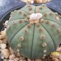 Astrophytum Asterias Nudun sand dollar cacti  rare flower cactus seed 30 SEEDS