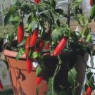 Serrano hot pepper, chilli mild chile aji seed 50 SEEDS