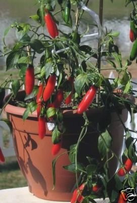 Serrano hot pepper, chilli mild chile aji seed 50 SEEDS