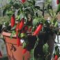 Serrano hot pepper, chilli mild chile aji seed 50 SEEDS