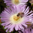 Disphyma australe @ exotic mesembs cactus seed 20 SEEDS