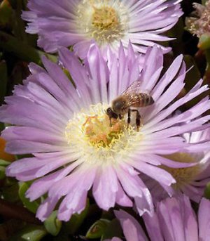 Disphyma australe @ exotic mesembs cactus seed 20 SEEDS