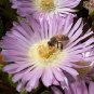 Disphyma australe @ exotic mesembs cactus seed 20 SEEDS