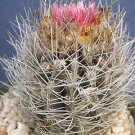 Neoporteria taltanensis rare cactus cacti seed 10 SEEDS