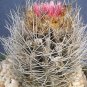Neoporteria taltanensis rare cactus cacti seed 10 SEEDS
