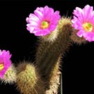 Echinocereus spinigemmatus @@ rare cactus seed 15 SEEDS