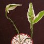 Pedilanthus Tithymaloides VARIEGATED rare cacti plant 4