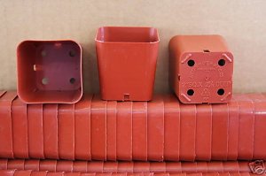 Square 2" plastic pot greenhouse nursery cacti seedling seed starter 160 pots