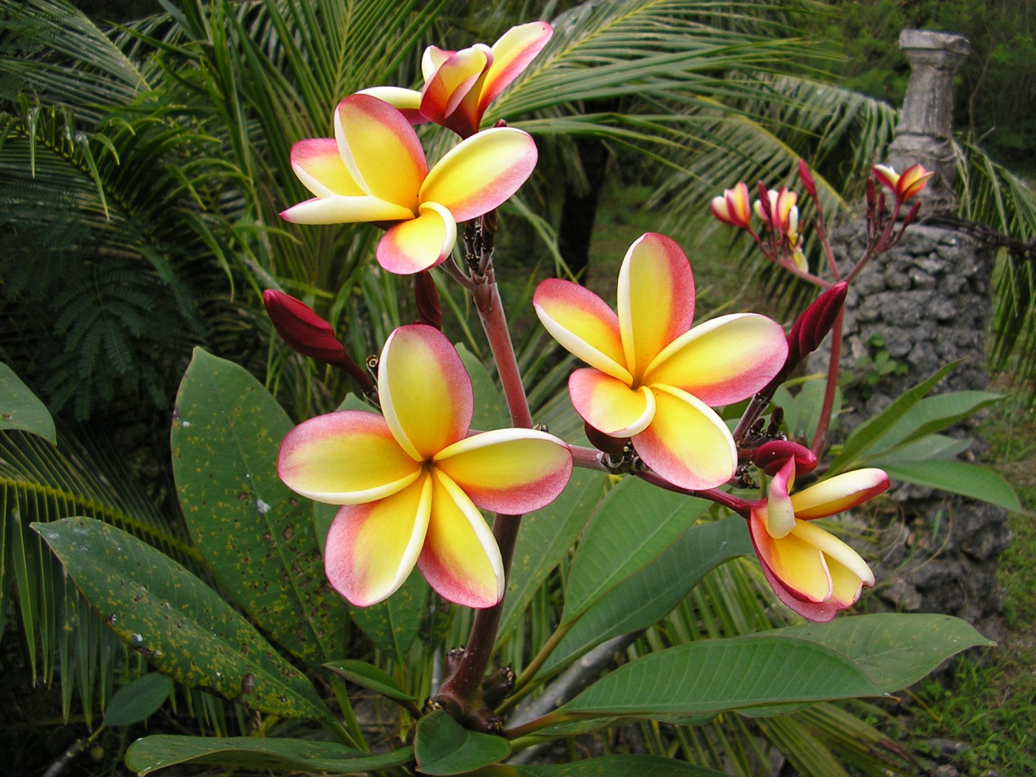 We offer one entire Rainbow Plumeria seed pod freshly hatched. 