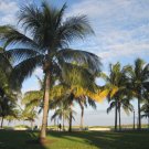 The Palms