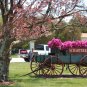 Spring Time