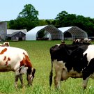 Farm Life