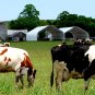 Farm Life