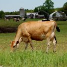 Farm living