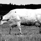 Cow, South Kingstown RI