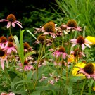 Wild Flowers