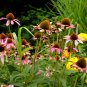 Wild Flowers