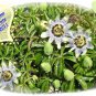Passiflora caerulea, climber up to 5-7 m, hardy 15 seeds new crop 2011