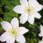Anemone nemorosa, white blossoms in March