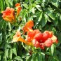 trumpet vine *campsis radicans* hardy and perennial, 30 seeds