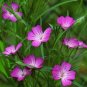 Corncockle "Agrostemma githago" color purple - blue 30 seeds