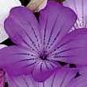 Corncockle "Agrostemma githago" color purple - blue 30 seeds