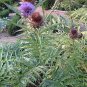 Cardy great flower and a very tasty vegetable, 18 seeds