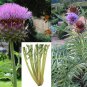 Cardy great flower and a very tasty vegetable, 18 seeds