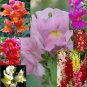 Snapdragon "Antirrhinum" spectacular variety of colors, 200 seeds