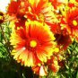 Gaillardia - blanketflower "magic fire" 75 seeds