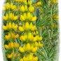 Sweet Lupin yellow, a lot of protein, about 50 seeds