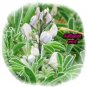 Sweet Lupin white, a lot of protein, about 50 seeds