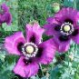 Spanish poppy purple color, great flowers, about 150 seeds